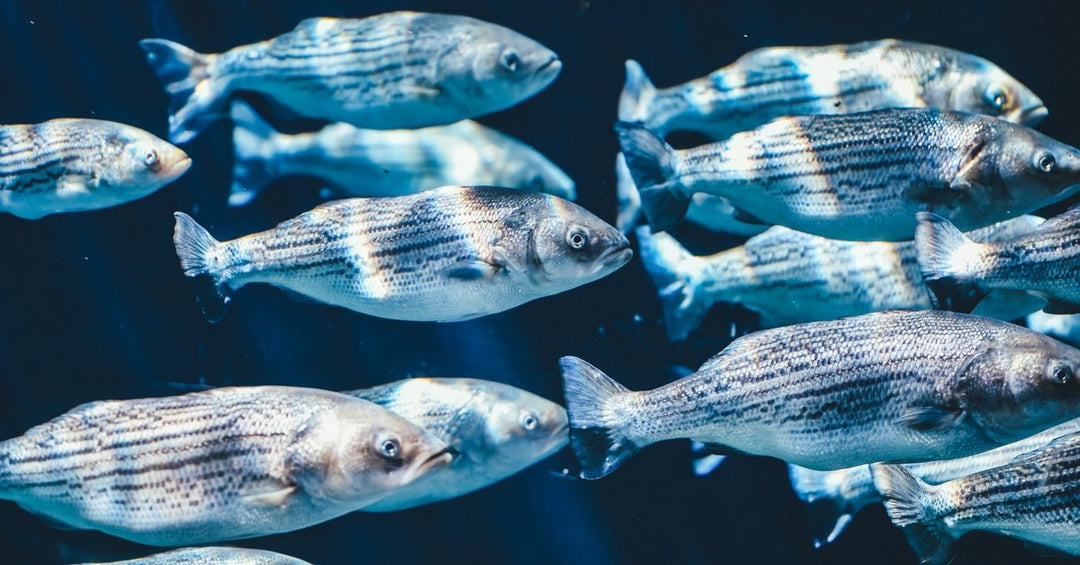 Which Fish Are Safe to Eat for Minimal Mercury Contamination